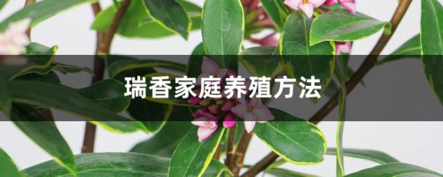 瑞香家庭养殖方法