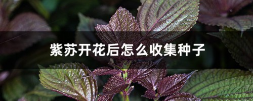 紫苏开花后怎么收集种子