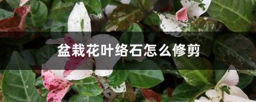 盆栽花叶络石怎么修剪