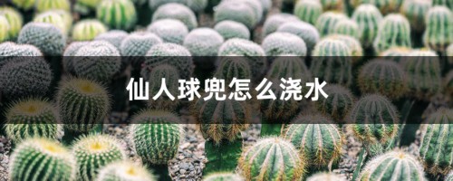 仙人球兜怎么浇水